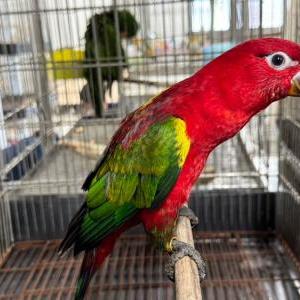 2025-07-17入荷 ショウジョウインコ 2枚目