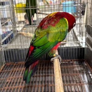 2025-07-17入荷 ショウジョウインコ 3枚目