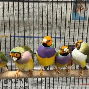 2025-07-17入荷 コキンチョウ 3枚目