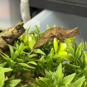トゲツノヒメカメレオン