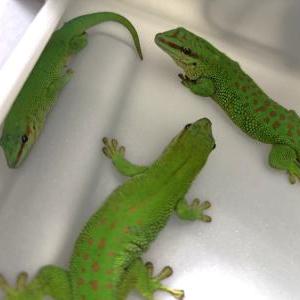 マダガスカルヒルヤモリ