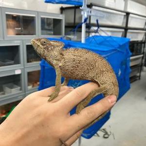ウスタレカメレオン