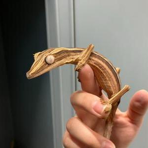 スジヘラオヤモリ