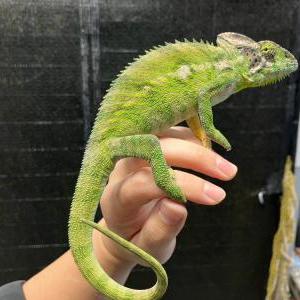 ボタンカメレオン