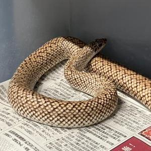 シモフリブタハナスベヘビ