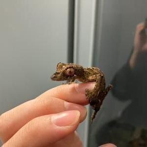 エベノーヘラオヤモリ
