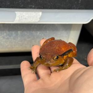 サビトマトガエル