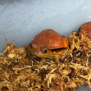 2025-07-29入荷 サビトマトガエル 2枚目