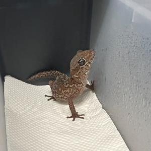 ソメワケササクレヤモリ