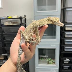 2025-07-30入荷 フリンジへラオヤモリ 4枚目