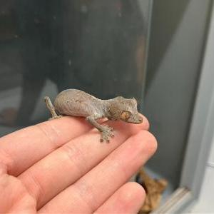 2025-07-29入荷 エダハヘラオヤモリ 3枚目