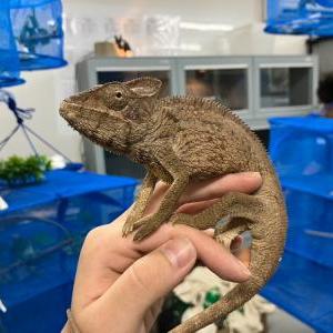2025-07-30入荷 ウスタレカメレオン 2枚目