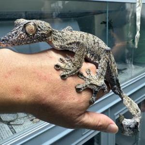 フリンジへラオヤモリ