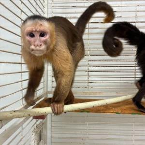 2026-04-11入荷 シロガオオマキザル 2枚目