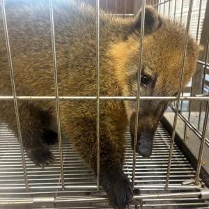 2026-04-11入荷 アカハナグマ 2枚目