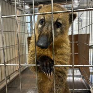 2026-04-11入荷 アカハナグマ 3枚目