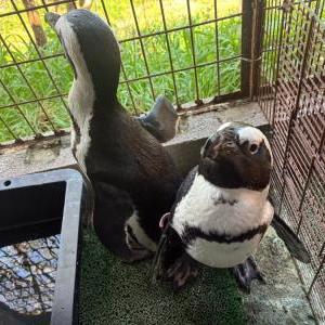 ケープペンギン