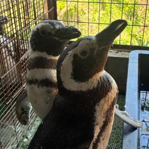 マゼランペンギン