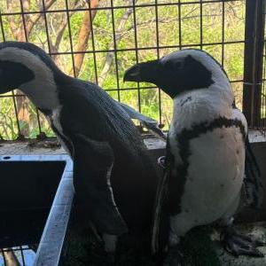 2026-04-11入荷 ケープペンギン 2枚目