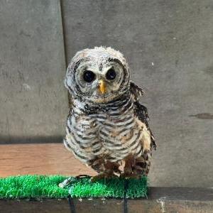 チャコモリフクロウ