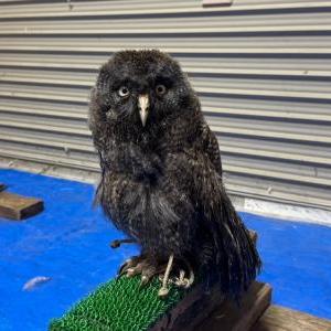 カラフトフクロウ