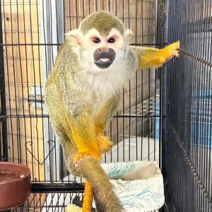 リスザル