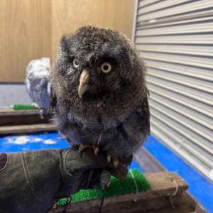 カラフトフクロウ