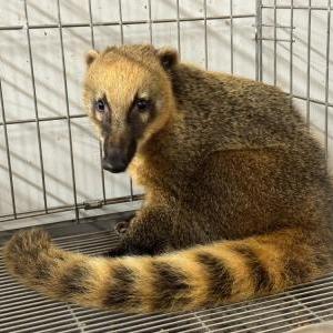 2025-11-14入荷 アカハナグマ 2枚目