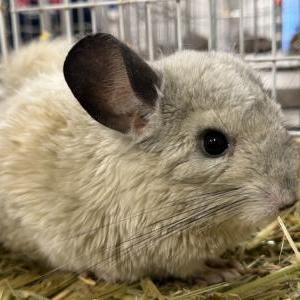 2025-11-14入荷 チンチラ 2枚目