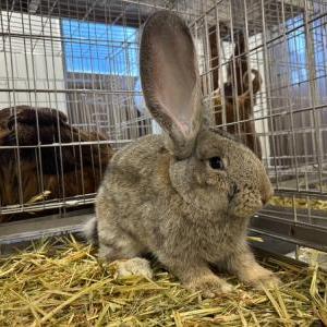 コンチネンタルジャイアントラビット(チェスナット)