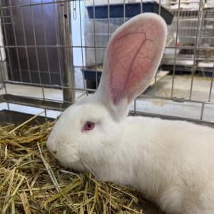 コンチネンタルジャイアント（アルビノ）