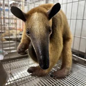 ミナミコアリクイ