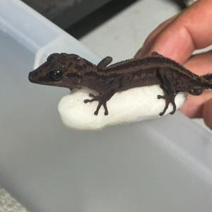 ミヤビササクレヤモリ