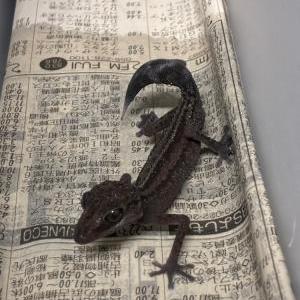 2026-08-21入荷 ミヤビササクレヤモリ 3枚目