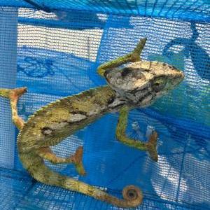 ボタンカメレオン
