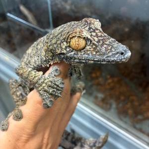 フリンジへラオヤモリ