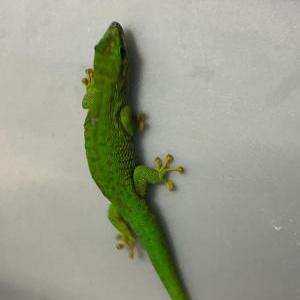 マダガスカルヒルヤモリ