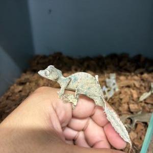 エダハヘラオヤモリ