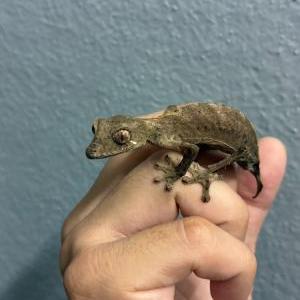 エベノーヘラオヤモリ