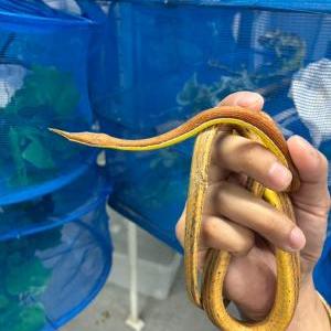テングキノボリヘビ