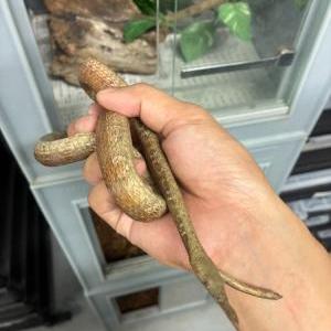 2026-08-21入荷 テングキノボリヘビ 2枚目