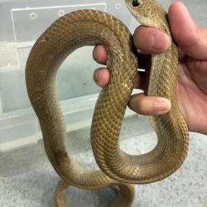 ムジブタハナスべヘビ