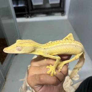スジヘラオヤモリ