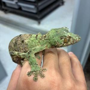 ノシボラハヘラオヤモリ