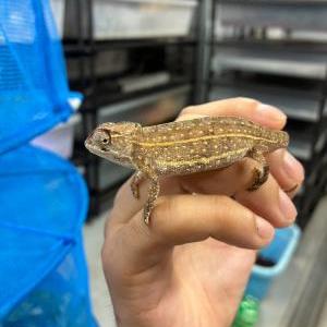 2026-08-21入荷 カンパニカメレオン 3枚目