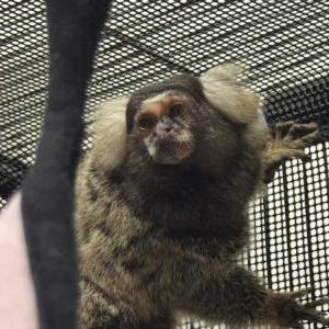 コモンマーモセット