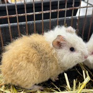2025-12-10入荷 モルモット 4枚目