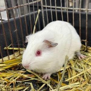 2025-12-10入荷 モルモット 6枚目