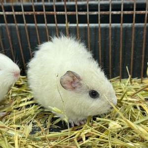 2025-12-10入荷 モルモット 3枚目