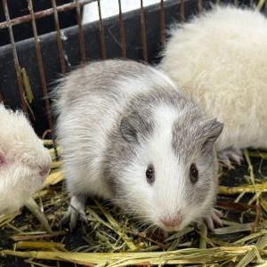 2025-12-10入荷 モルモット 5枚目